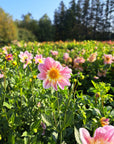 Dahlia Ferncliff Dolly