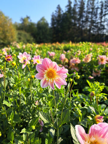 Dahlia Ferncliff Dolly