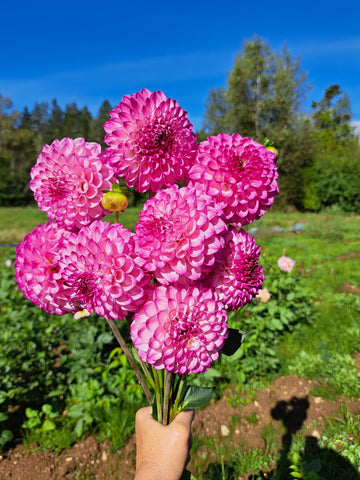 Dahlia Hilltop Glo