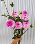 Dahlia Genova handful