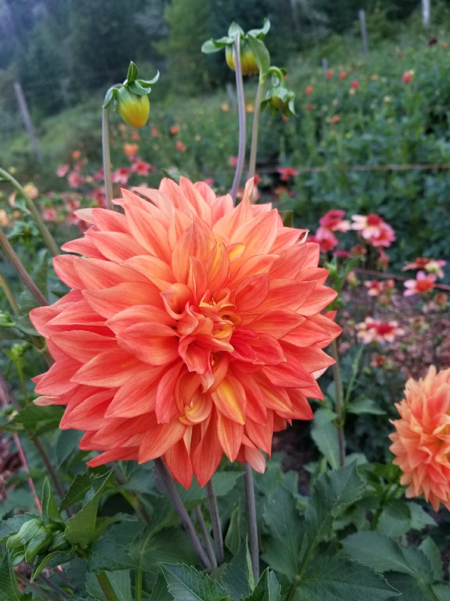 Dahlia Neon Splendor