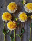 Dahlia Polka