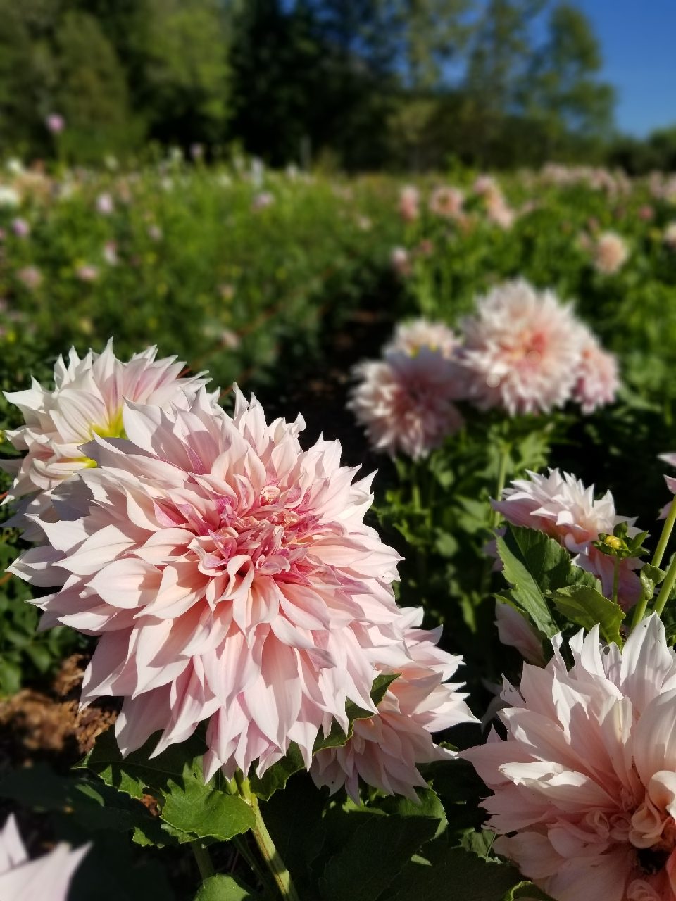 Dahlia Cafe Au Lait in field