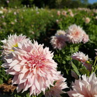 Dahlia Cafe Au Lait in field