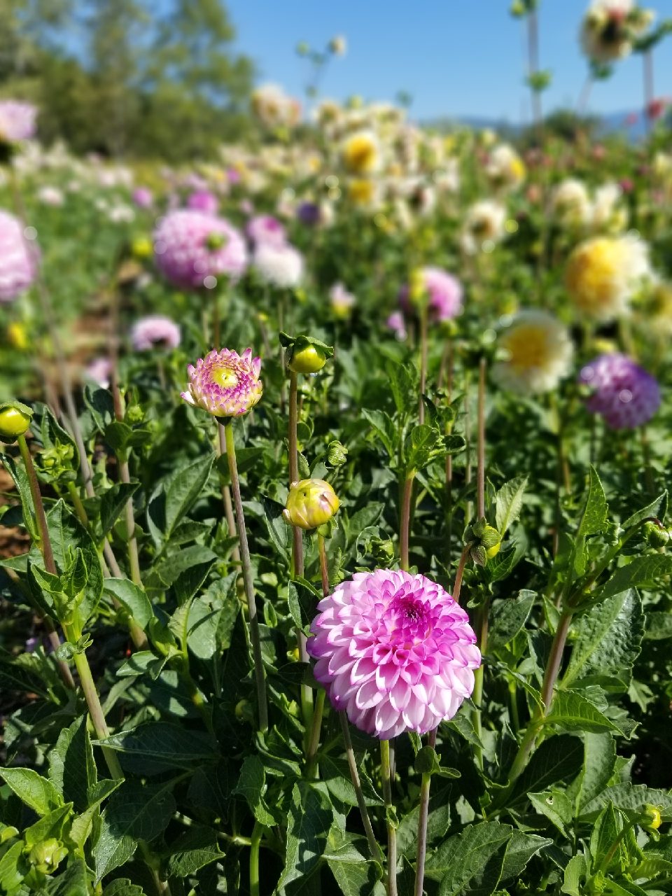 Dahlia Genova in field