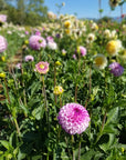 Dahlia Genova in field