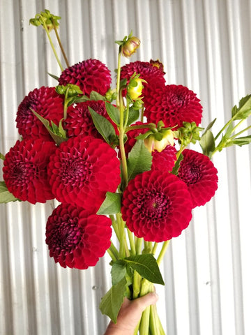 Dahlia Ken's Choice