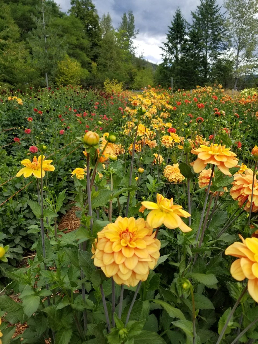 Dahlia Ginger Snap in field