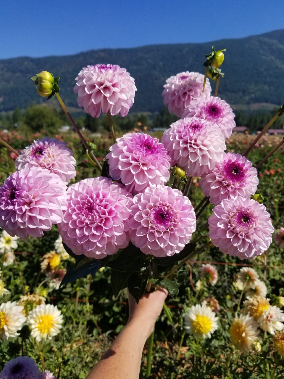 Dahlia Genova
