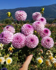 Dahlia Genova