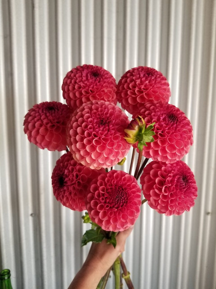 Dahlia Ferncliff Rusty