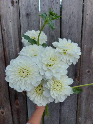 Dahlia Bride to Be