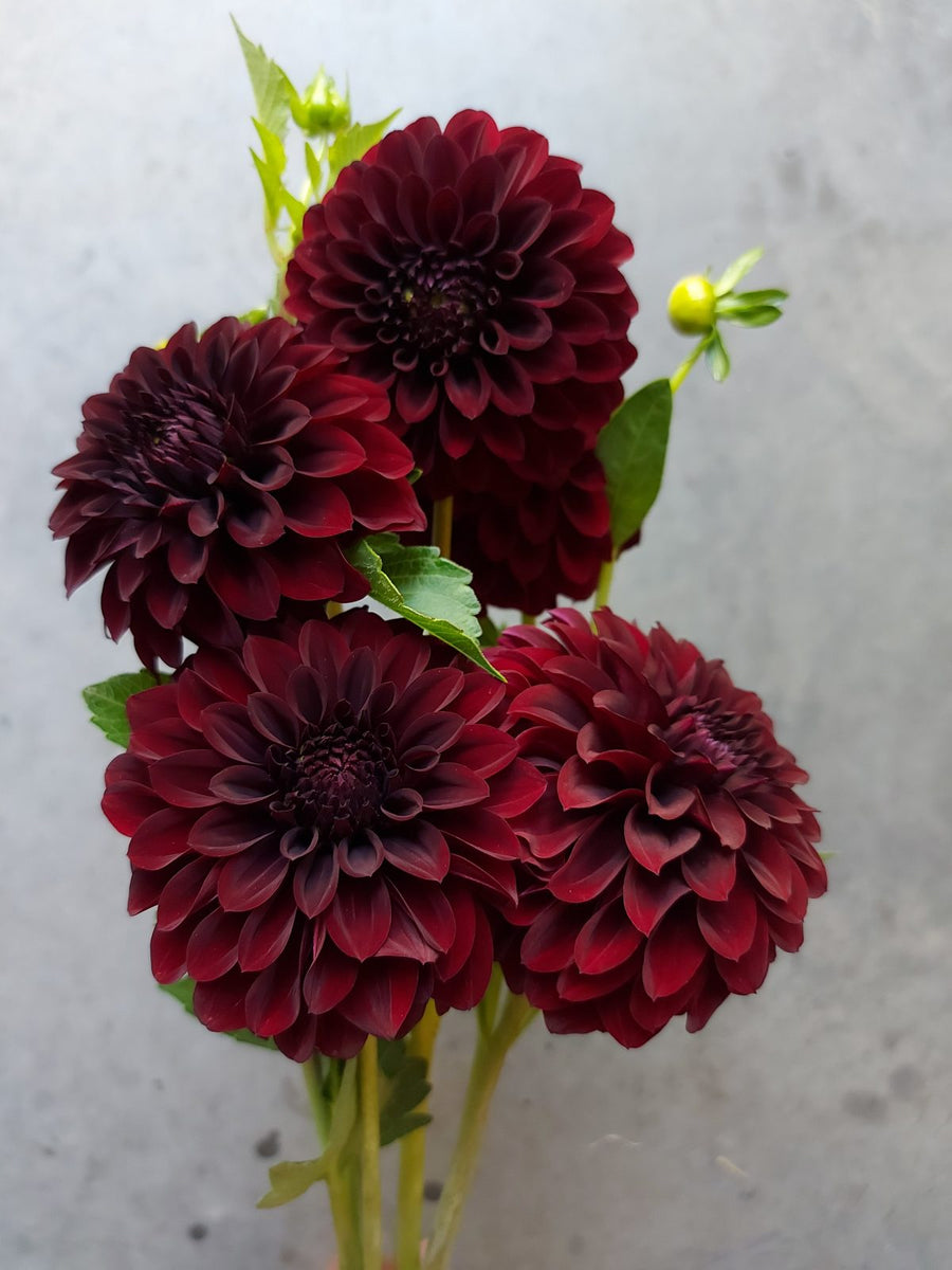 Dahlia Black Satin