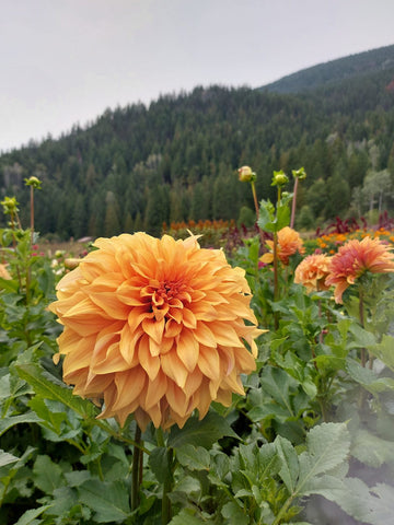 Dahlia Steve Meggos