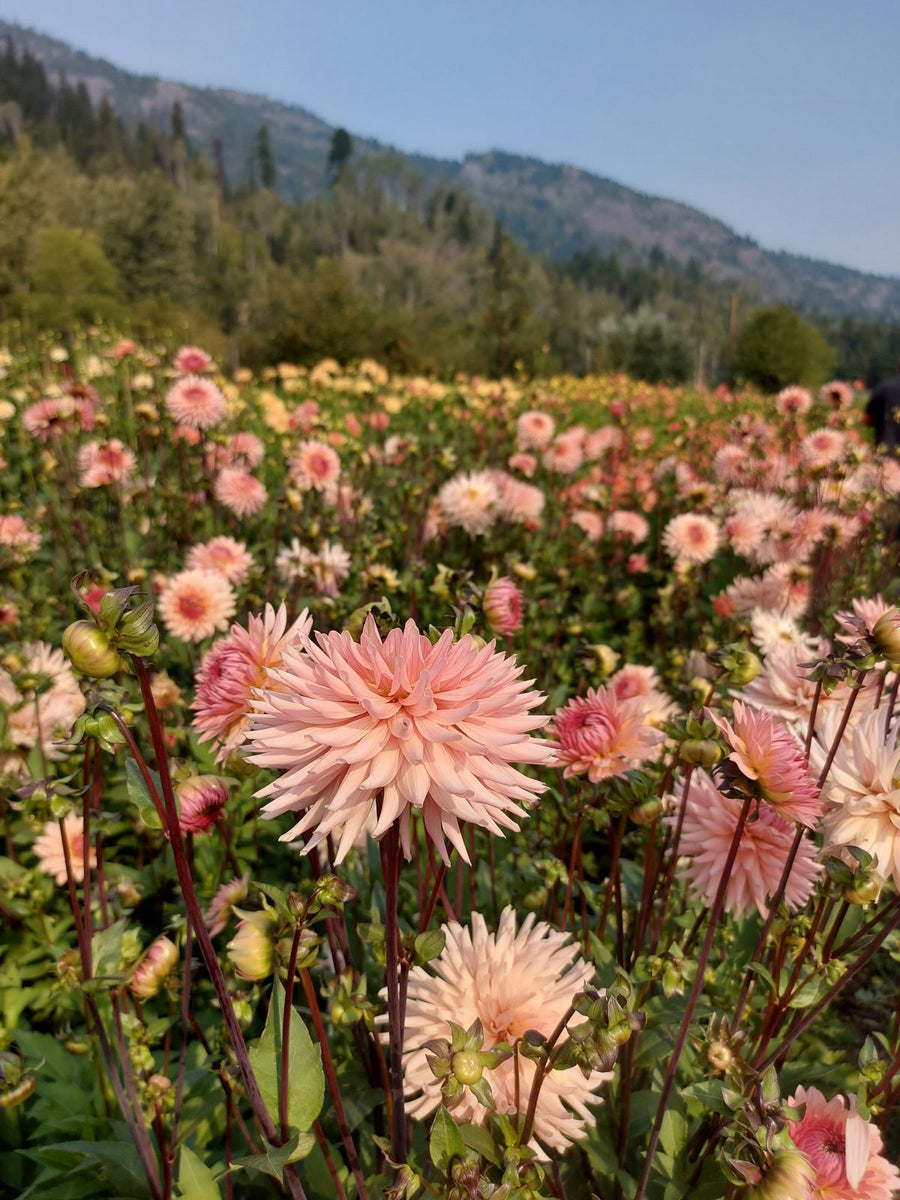 Dahlia Preference