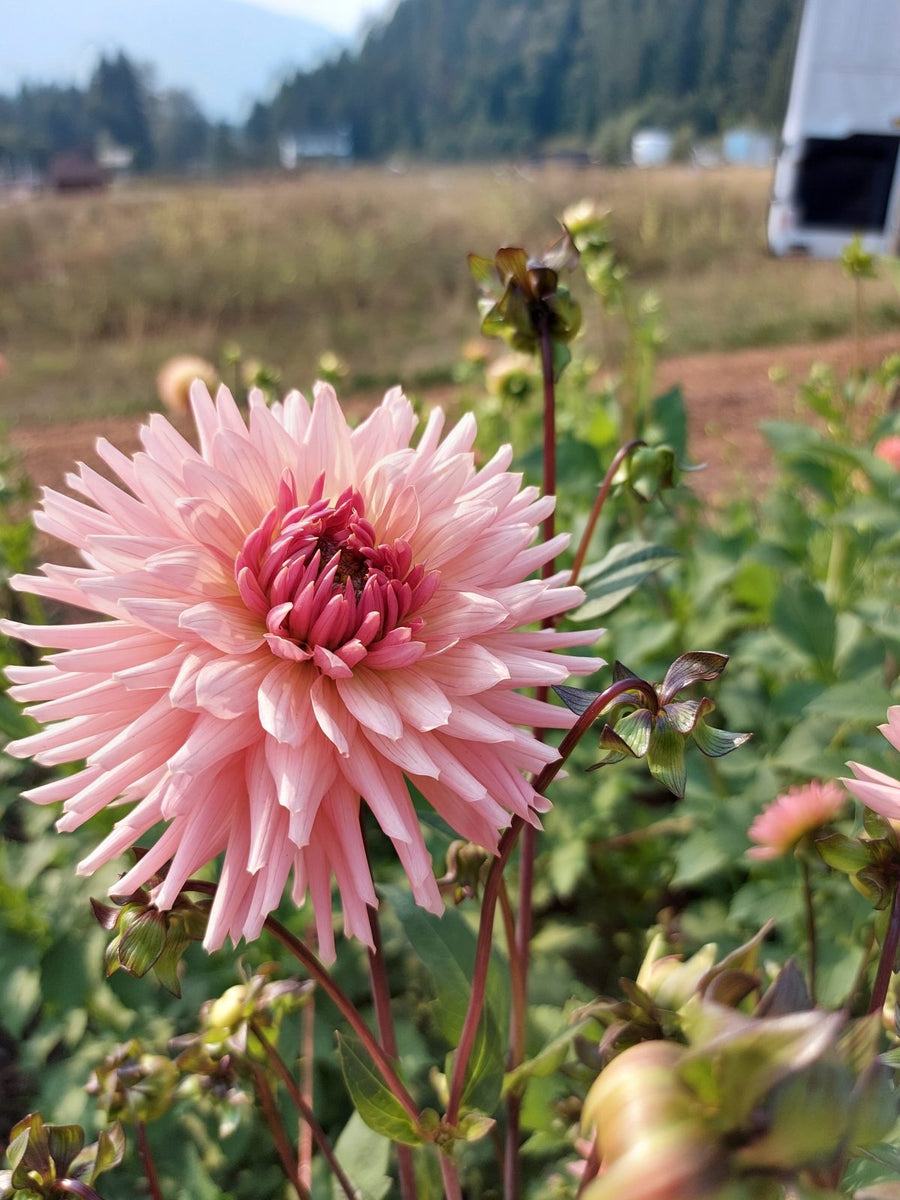 Dahlia Preference