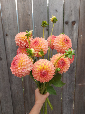 Dahlia Hillcrest Suffusion