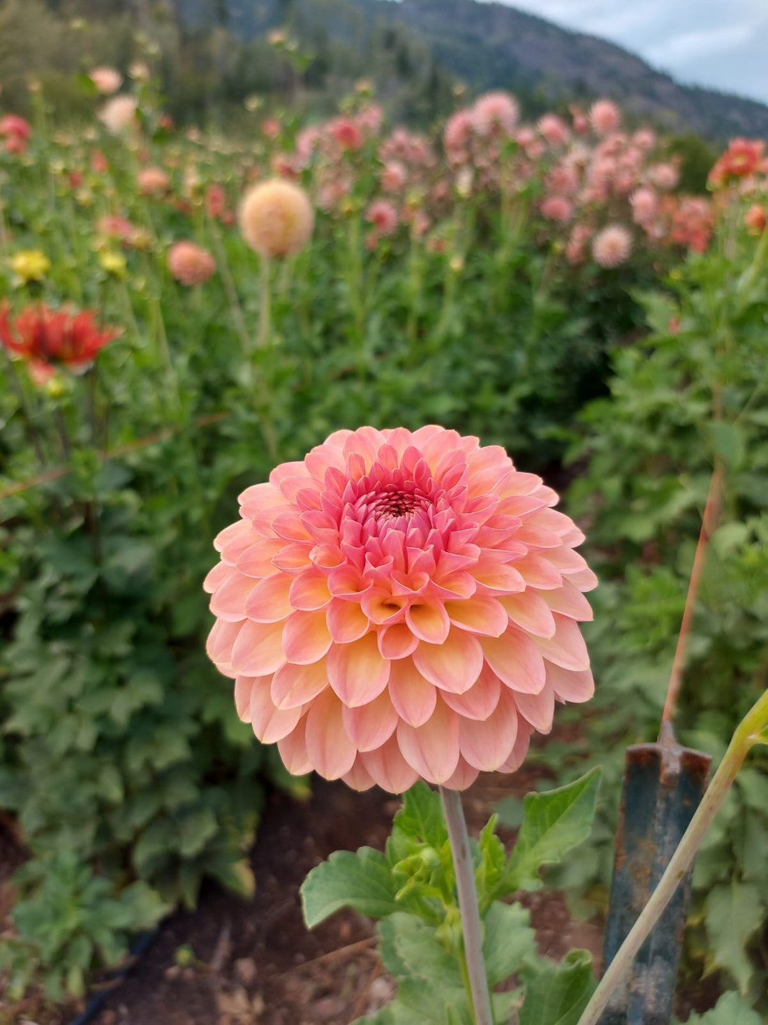 Dahlia Lark's Ebbe