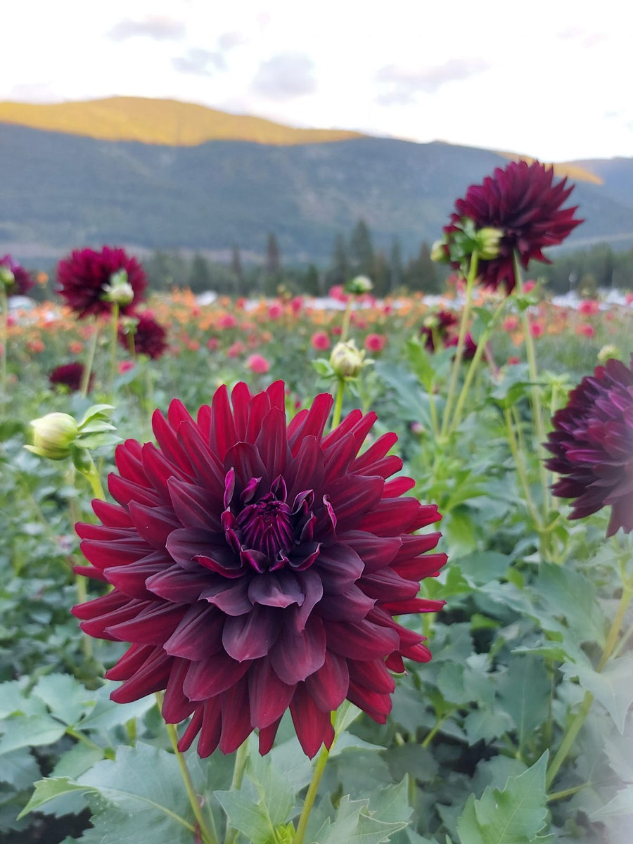 Dahlia Hollyhill Black Beauty