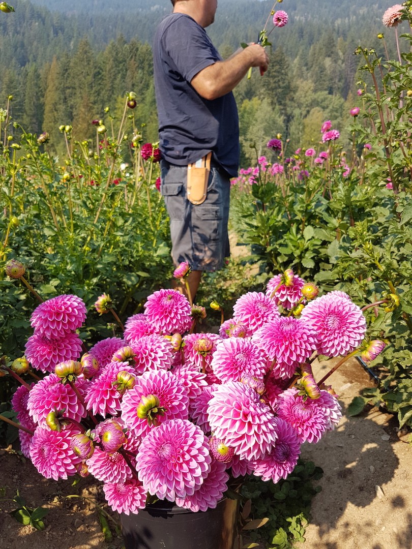 Bucket of Sylvia dahlias