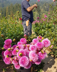 Bucket of Sylvia dahlias