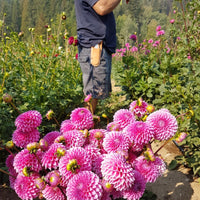 Bucket of Sylvia dahlias