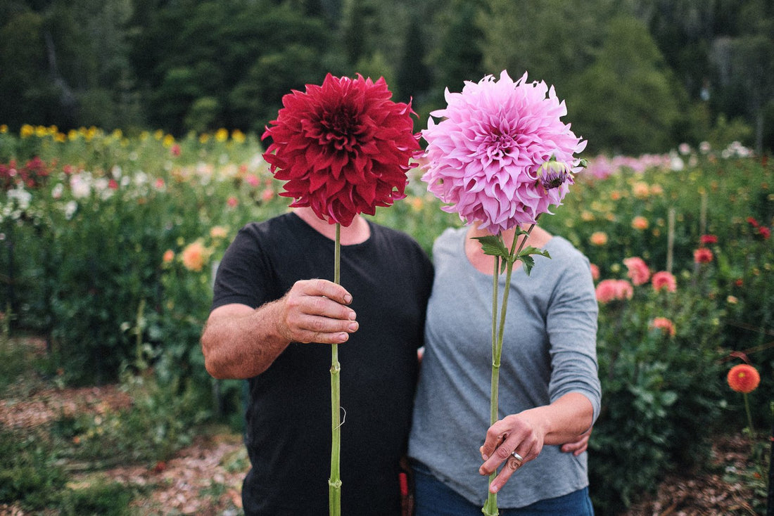 Dahlia Spartacus