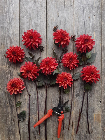 Dahlia Groovy