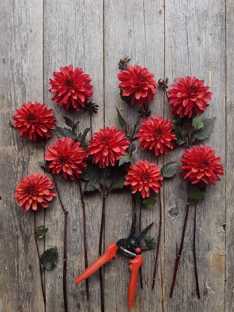 Dahlia Groovy
