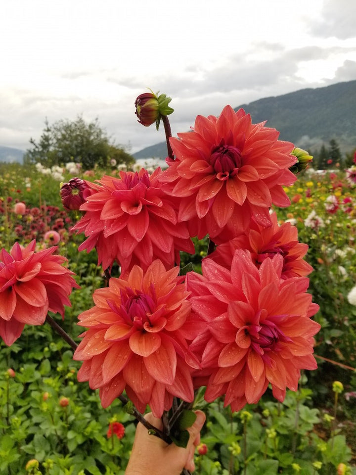 Dahlia American Dawn