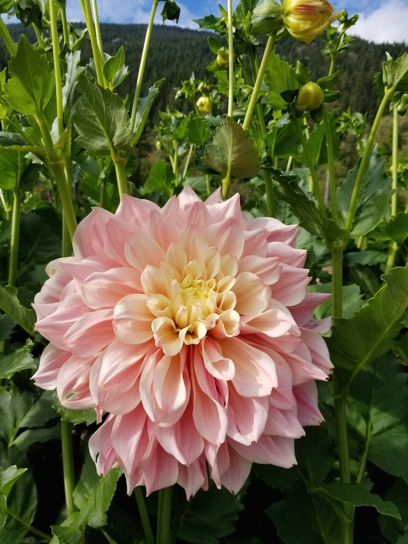 Dahlia Breakout