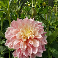 Dahlia Breakout