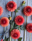 Dahlia Brown Sugar