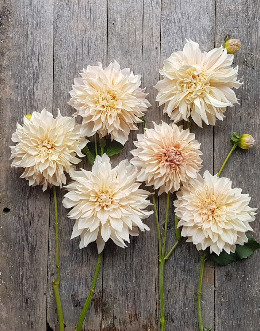 Dahlia Cafe Au Lait