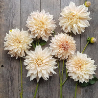 Dahlia Cafe Au Lait