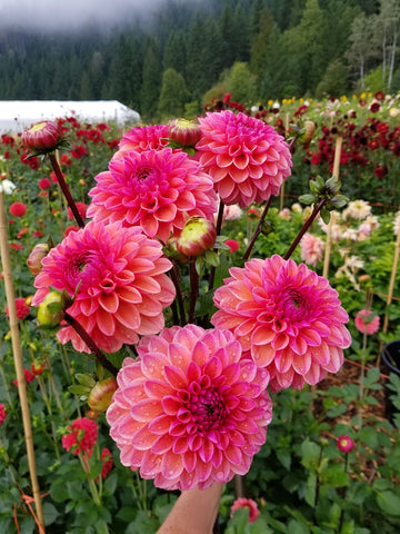 Dahlia Daisy Duke