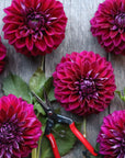 Dahlia Diva