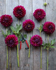 Dahlia Diva