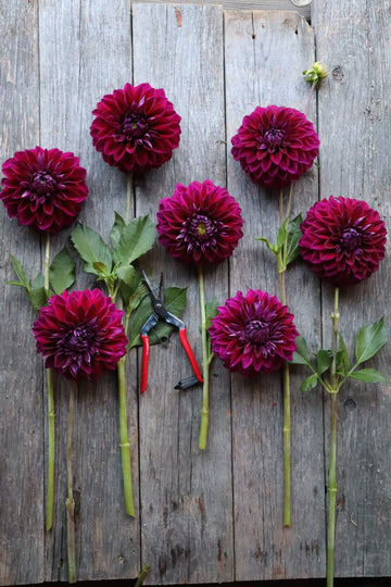 Dahlia Diva
