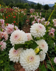 Dahlia Eveline handful