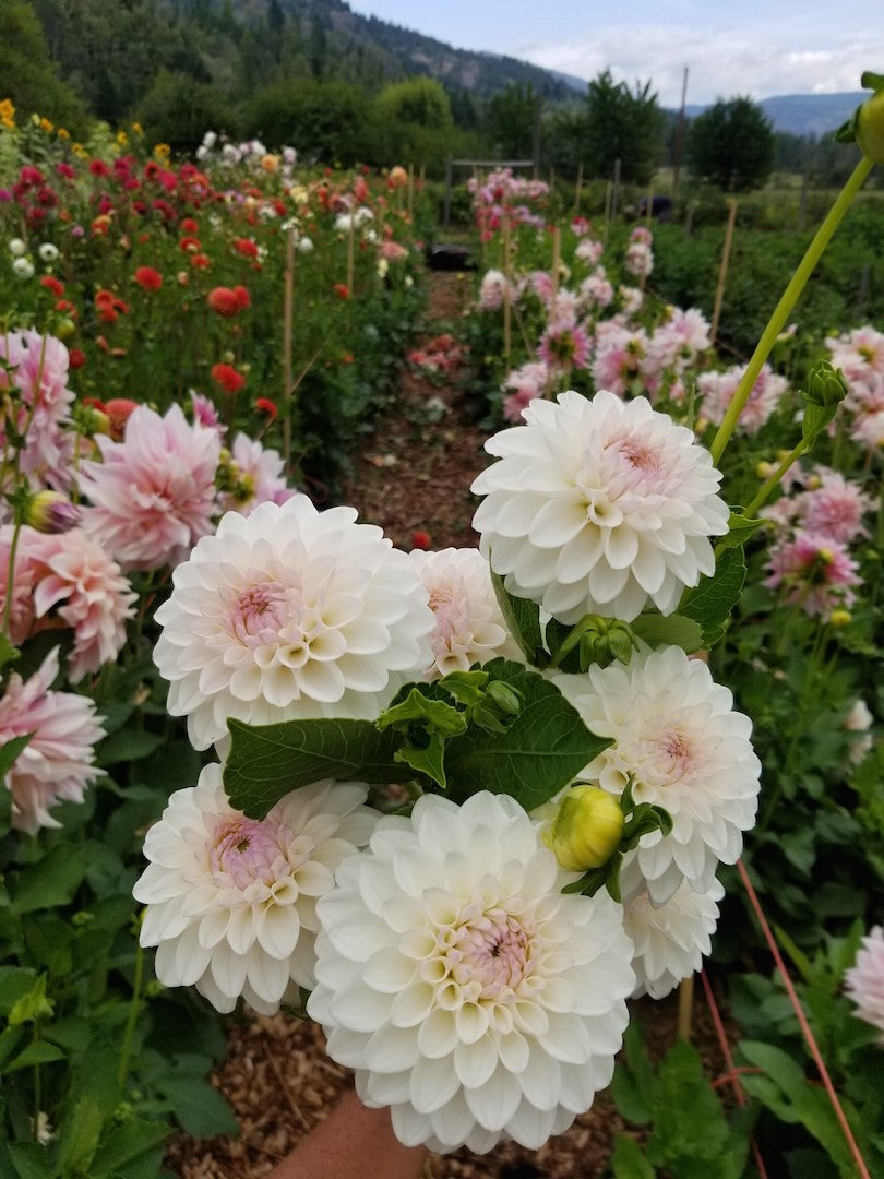 Dahlia Eveline handful