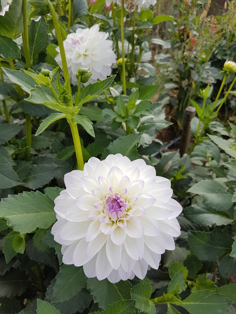 Dahlia Eveline in field