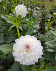 Dahlia Eveline in field