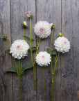 Dahlia Eveline