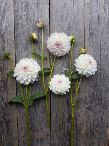 Dahlia Eveline