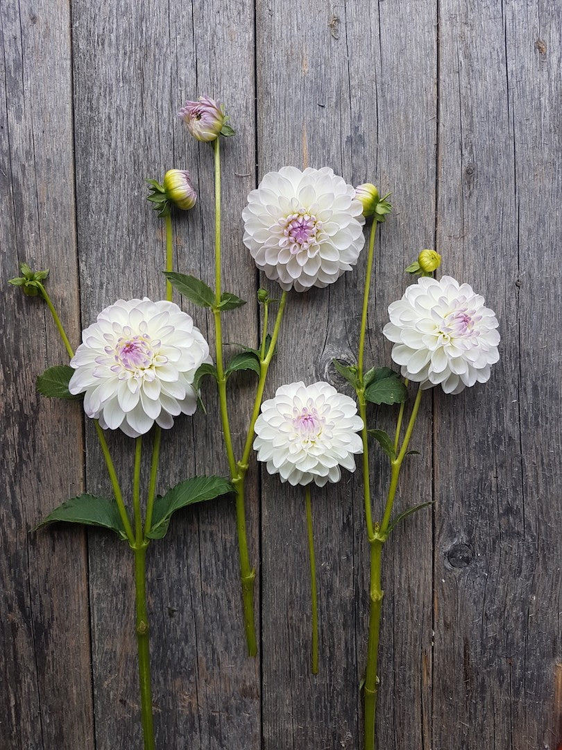 Dahlia Eveline