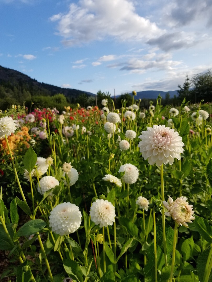 Dahlia Ferncliff Pearl