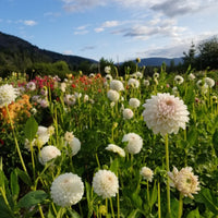 Dahlia Ferncliff Pearl