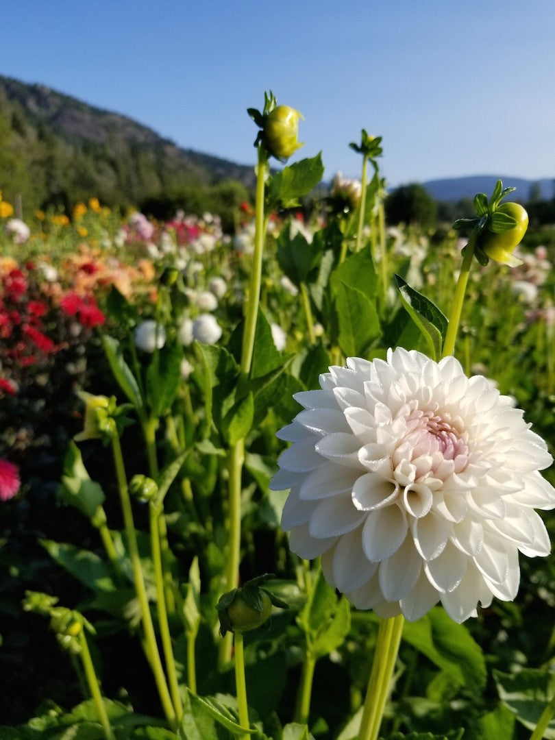 Dahlia Ferncliff Pearl