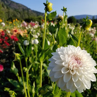 Dahlia Ferncliff Pearl